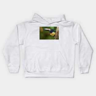 Collared Aracari (Pteroglossus torquatus) Costa Rica Kids Hoodie